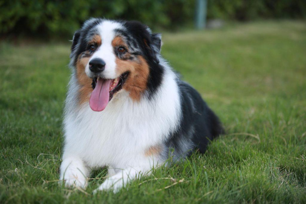 边境牧羊犬和澳洲牧羊犬的五大区别你知道吗？看看你更加喜欢谁