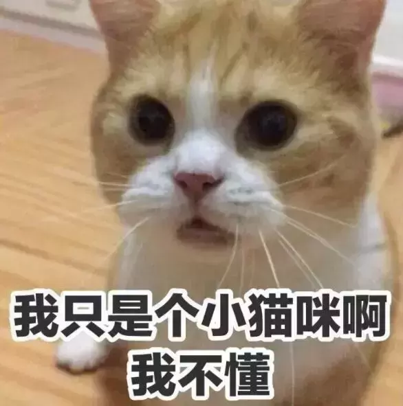 猫咪有必要割双眼皮？不要做伤害猫咪的行为了