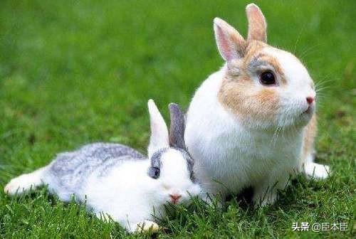 为什么兔子不能喝水？导致兔子腹泻的真正原因是过量食入蔬菜