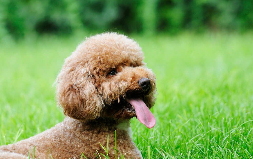 泰迪犬如何饲养？泰迪犬的常见问题