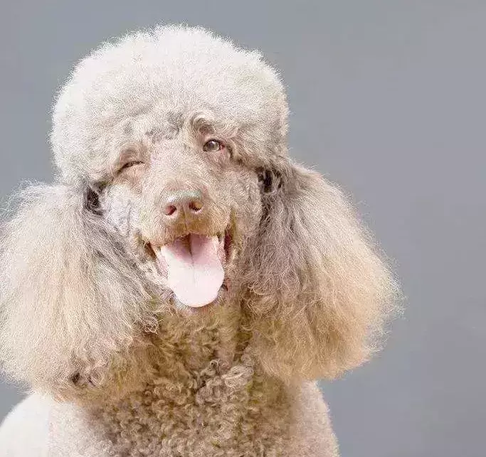 10种掉毛最多和最少的狗狗都有哪些？