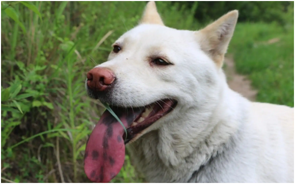 中华田园犬差点濒危，日本柴犬身价却达16万，两种犬为何境遇相差巨大？