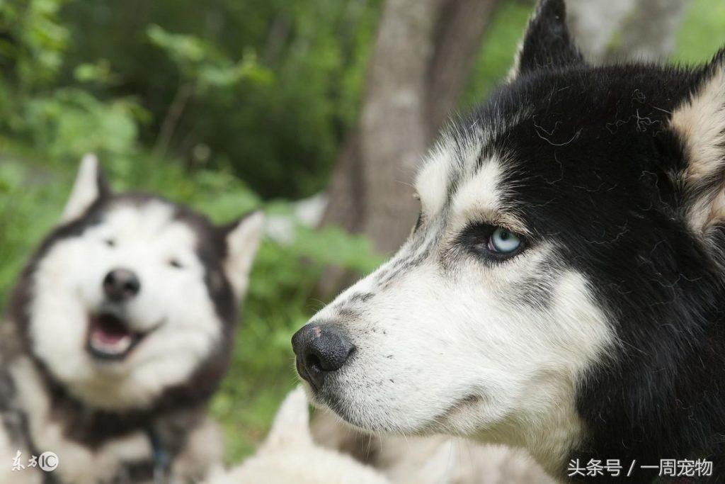 哈士奇各阶段饮食喂饲指引：哈士奇喜欢吃什么？