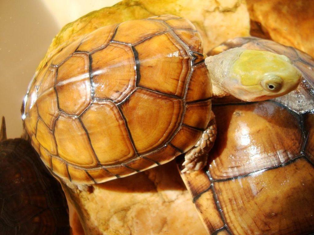 冬眠中的乌龟什么时候出眠，需要注意些什么呢？
