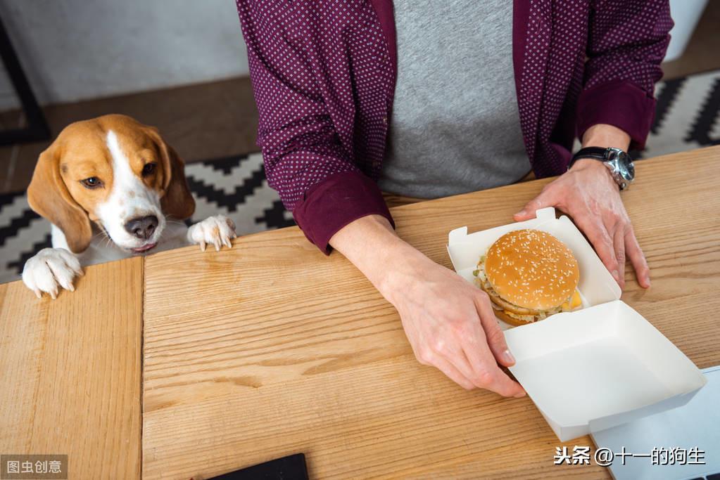 狗粮中含有多少卡路里？什么类型的狗碗是最好的？