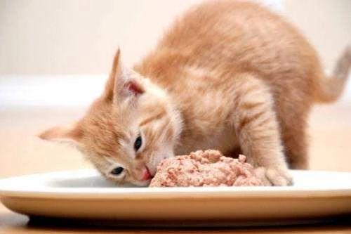 当蛋白质不足时，猫咪会变成什么样?
