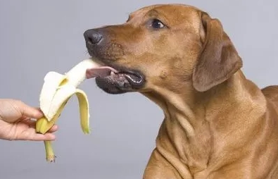 什么水果对狗狗的身体好？什么水果适合狗狗吃？