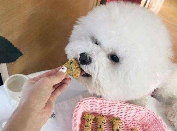 想给“比熊犬”加餐，就喂这6种食物吧