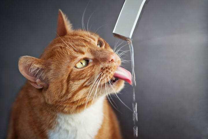 宠物犬猫每天要喝多少水？水对于犬猫的作用？