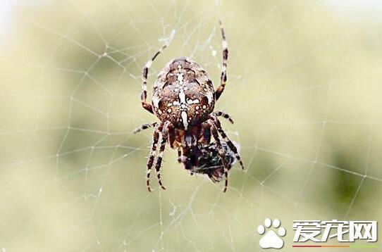 蜘蛛的种类众多，常见的几种宠物蜘蛛的种类你都见过吗？