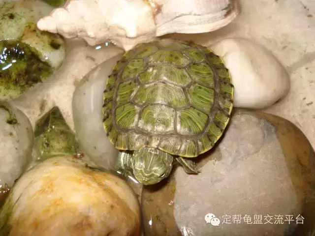 小乌龟怎么养？乌龟不吃东西怎么办？