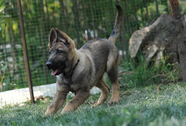 昆明犬是什么狗？“昆明犬”6大亮点！难怪让人直夸好