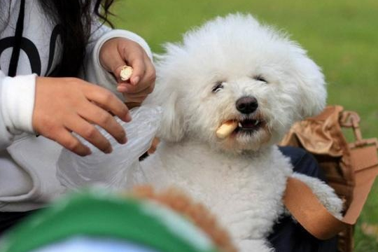 想给“比熊犬”加餐，就喂这6种食物吧