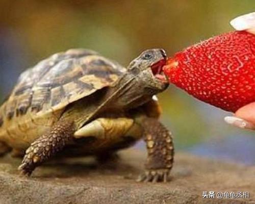 龟苗应该多久喂一次？刚买的小龟苗每次应该喂食多少？