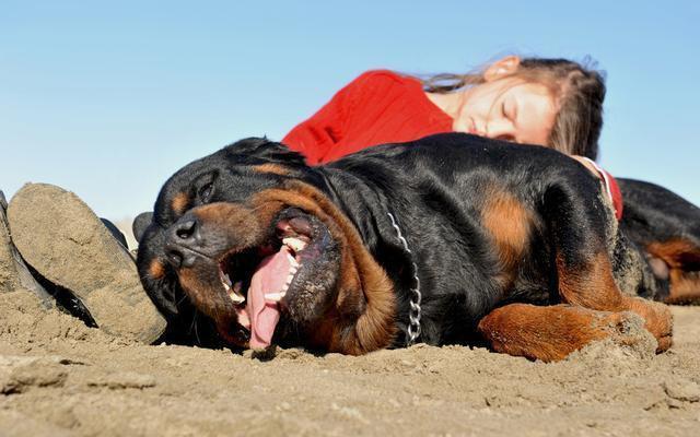 罗威纳犬几岁开始步入老年？罗威纳犬进入老年期的特征