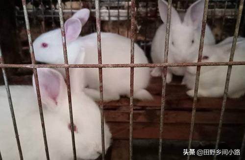 兔子的繁殖数量不多，想要把兔子养好需要注意什么？