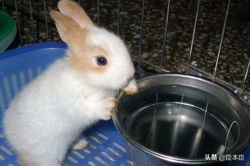 为什么兔子不能喝水？导致兔子腹泻的真正原因是过量食入蔬菜
