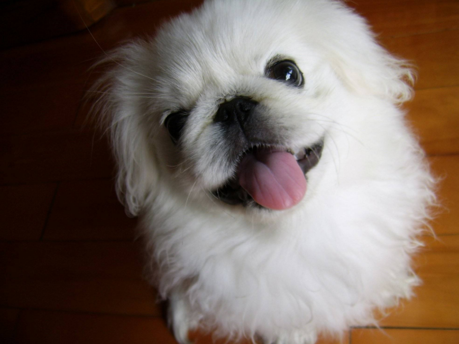 早些年京巴犬都是非常流行的伴侣犬，既漂亮又可爱，为什么现在没有什么人养了呢？