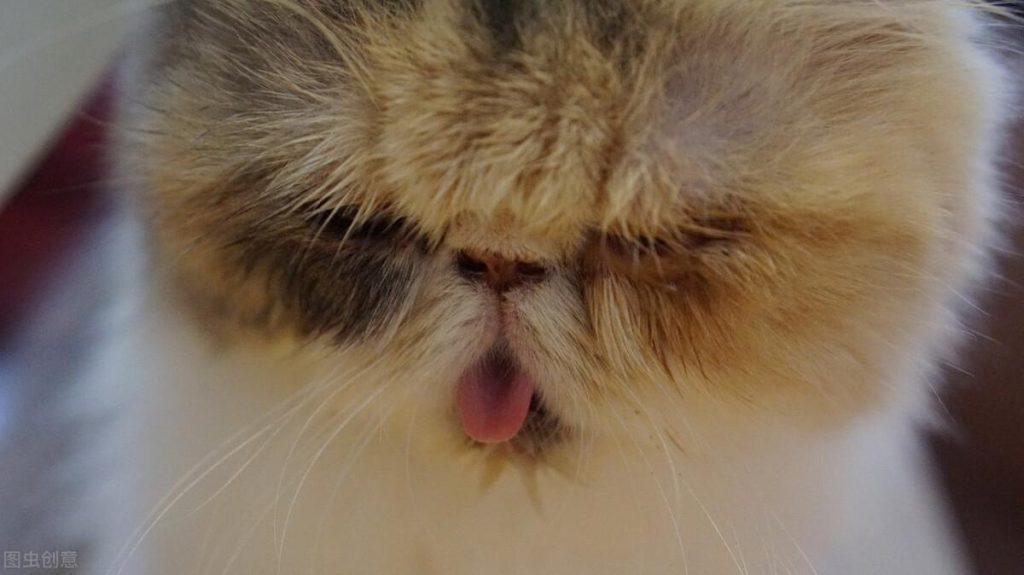 新手养猫必看，如何判断猫咪发烧了？猫咪的正常温度范围你知道吗？