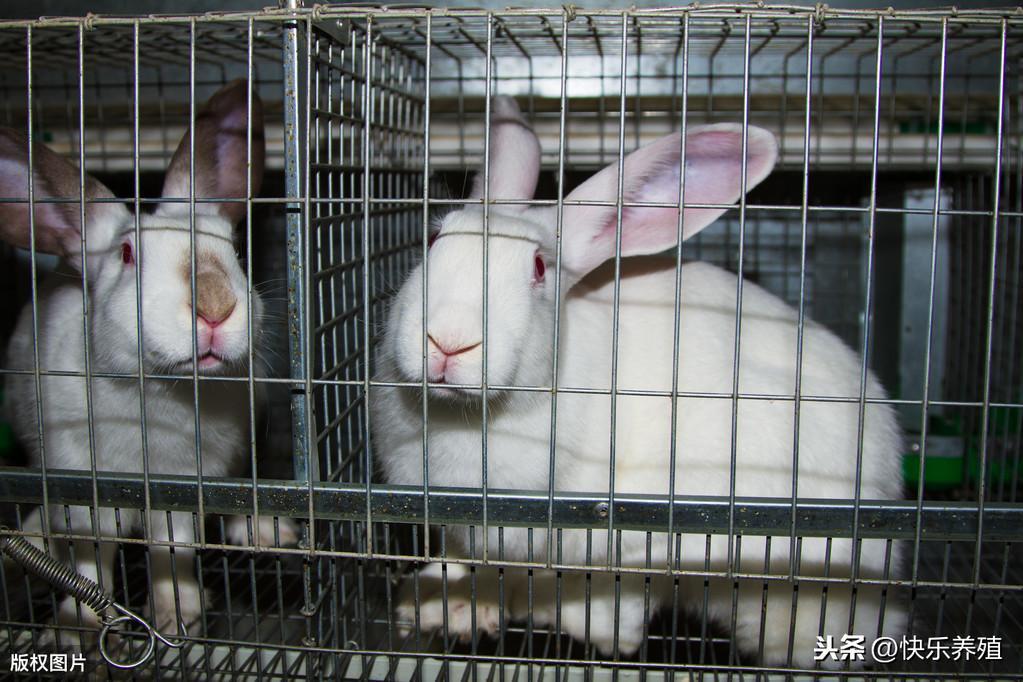 如何才能降低养兔成本？
