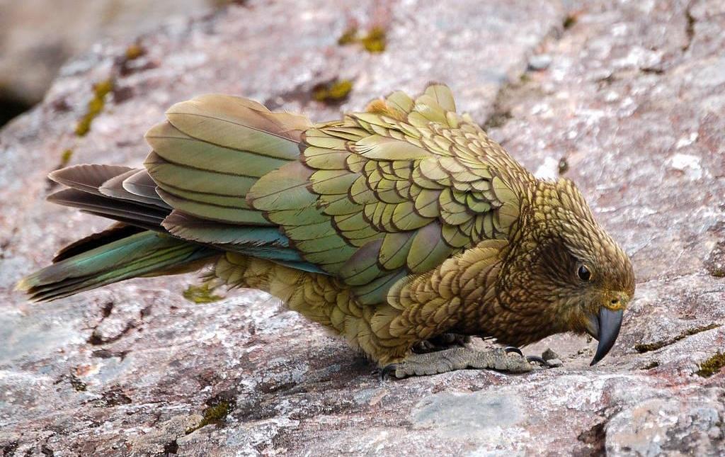 物种百科：啄羊鹦鹉的介绍