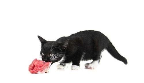 当蛋白质不足时，猫咪会变成什么样?