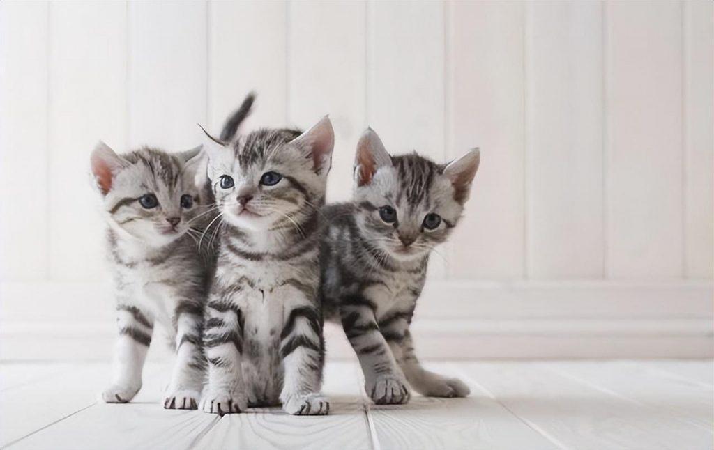 新手养猫推荐：这5种猫便宜又好养，很适合新手！