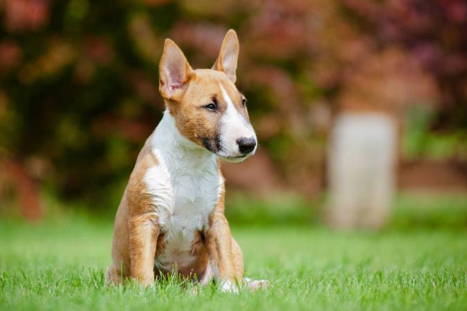 六种需要剖腹产的狗狗，什么品种的狗狗是要剖腹产的？