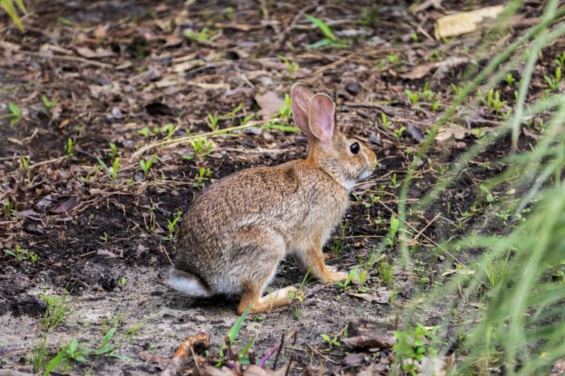 小兔子一天喂多少食物？小兔子常见的喂食的食物类型是什么？