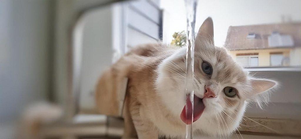 猫每天需要喝多少水?你家“主子”每天的饮水量达标了吗？