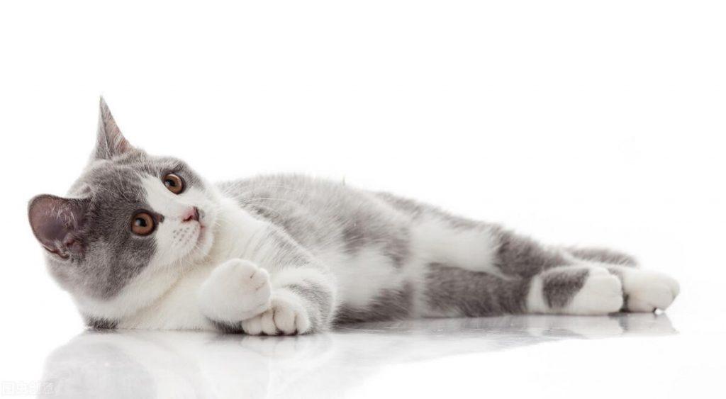 猫一般好久发一次情？也可以采取一些措施缓和猫咪的发情情绪