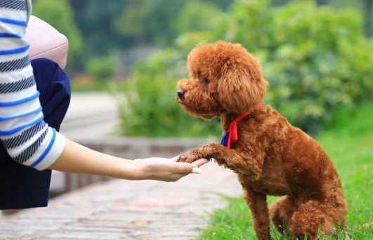 家泰迪是纯种还是串串呢？“纯种”泰迪犬都有的7大特征