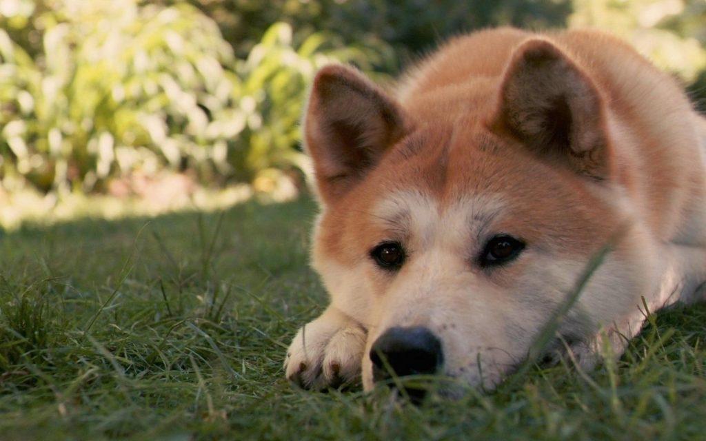 你更喜欢柴犬还是秋田呢？饲养注意饲养分享