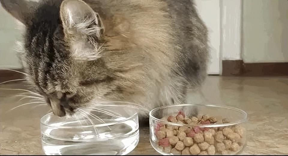 如何增加小猫咪喝水量？猫咪不爱喝水的原因？