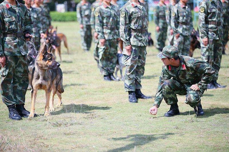 昆明犬是什么狗？“昆明犬”6大亮点！难怪让人直夸好