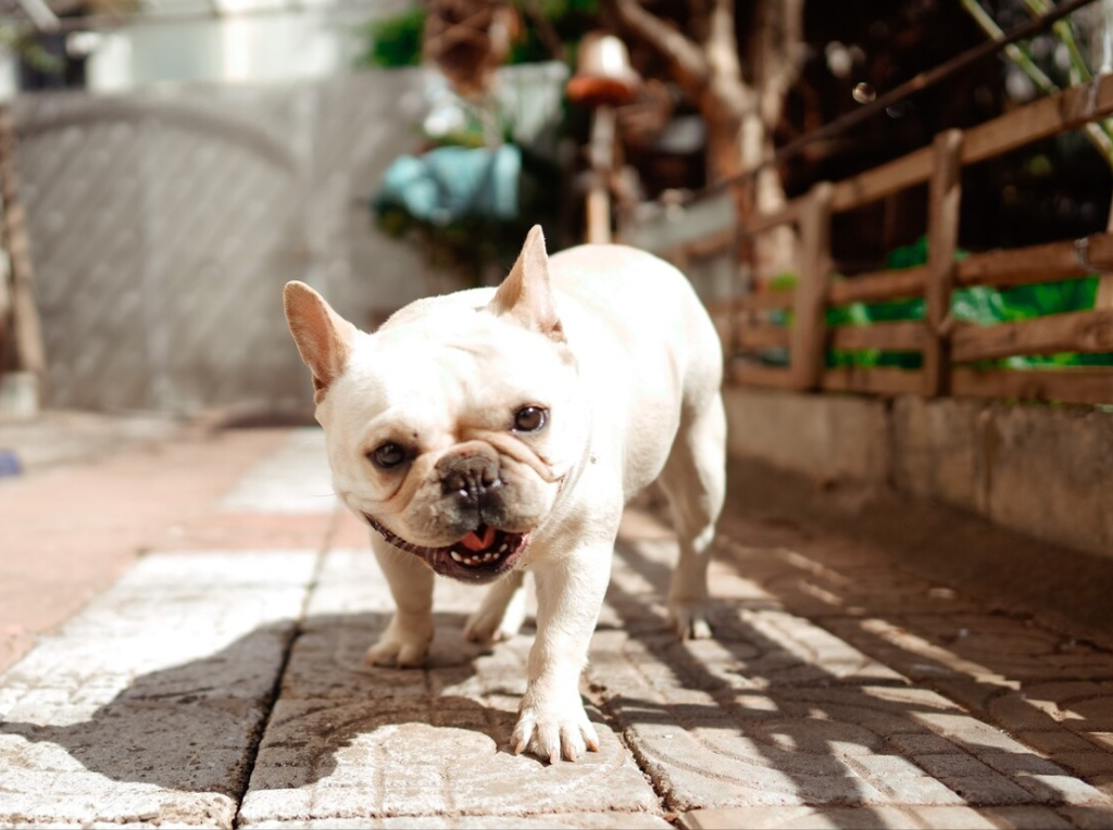 饲养法国斗牛犬，有什么注意事项？下面这几点，不管是新手铲屎官，都要知道