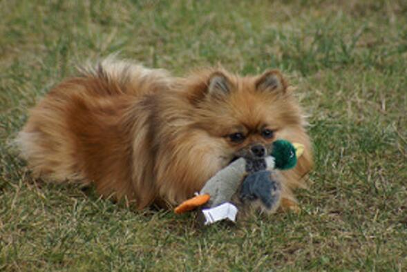 犬种百科之博美犬（博美犬的基本资料）