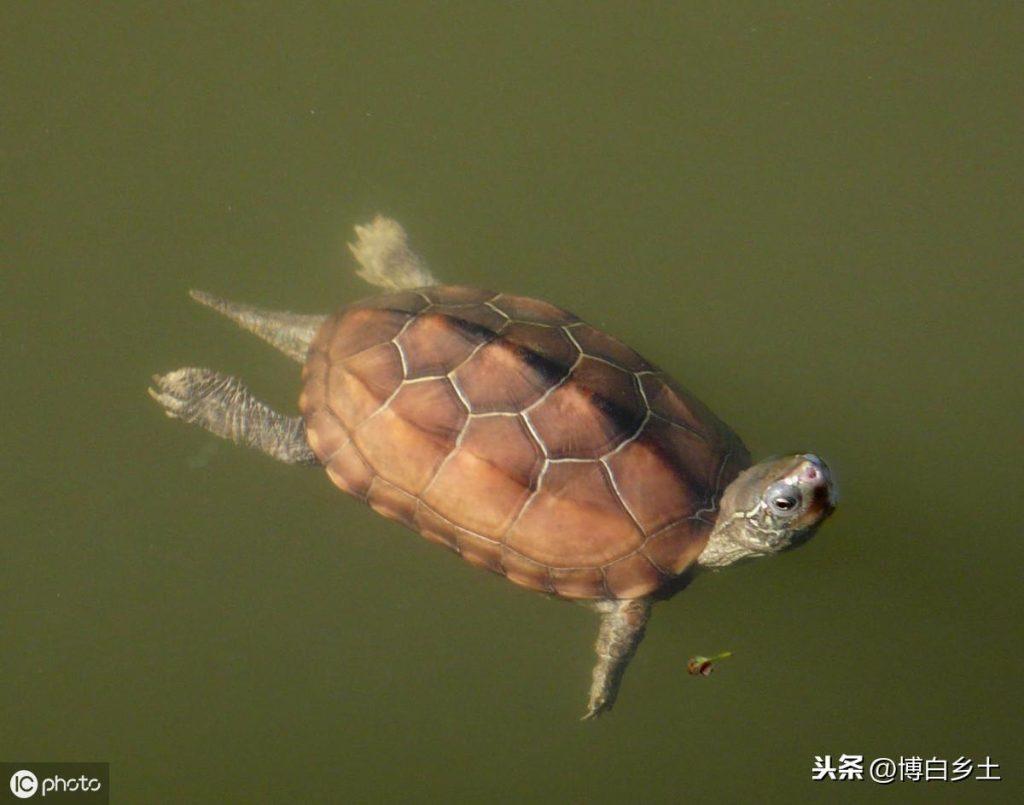 养龟人需要注意：不同的乌龟，不同的冬眠温度你知道吗？