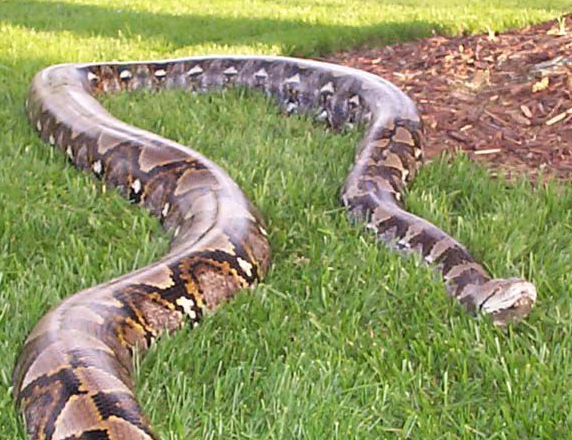世界十大最巨大的蟒蛇有对长？有些长达十几米