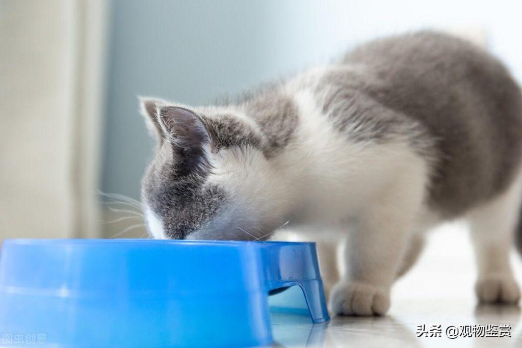 猫为什么需要维生素？猫咪需要补充维生素的原因是什么？