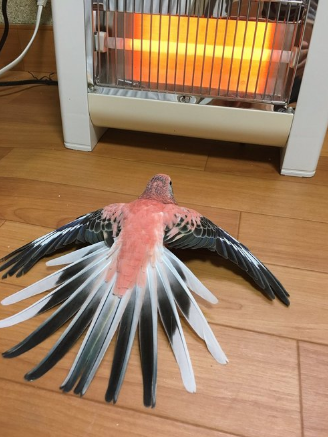 如何使鹦鹉在寒冷的室内保持温暖？确保使用对鹦鹉安全的加热灯保持温暖