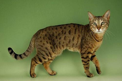 孟加拉豹猫价格多少钱？孟加拉豹猫适合家养吗？