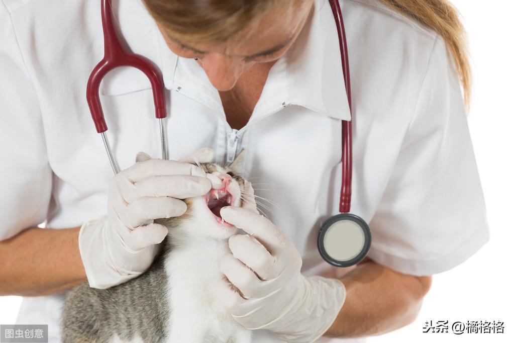 猫定期体检有必要吗？猫咪多久做一次体检？