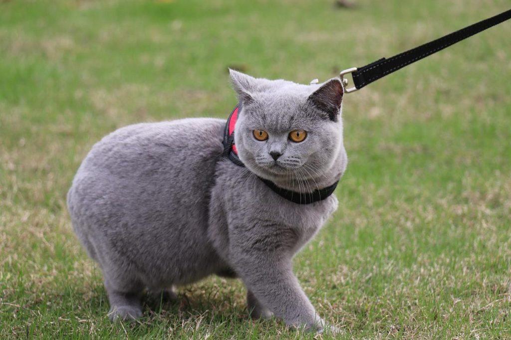 英短猫的正常体重是多少？你家的猫咪体重正常吗？
