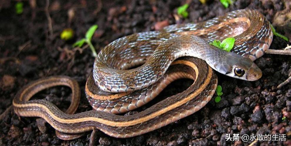 什么品种蛇最毒？25种蛇，遇到毒性强的毒蛇就赶紧跑吧