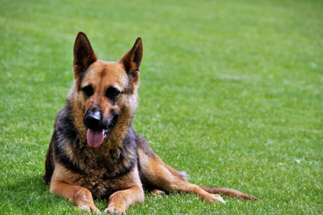 犬种百科之德国牧羊犬的基本资料介绍