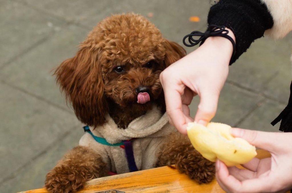 泰迪犬饮食清单分享，能吃的和不能吃的食物，都在这里了！