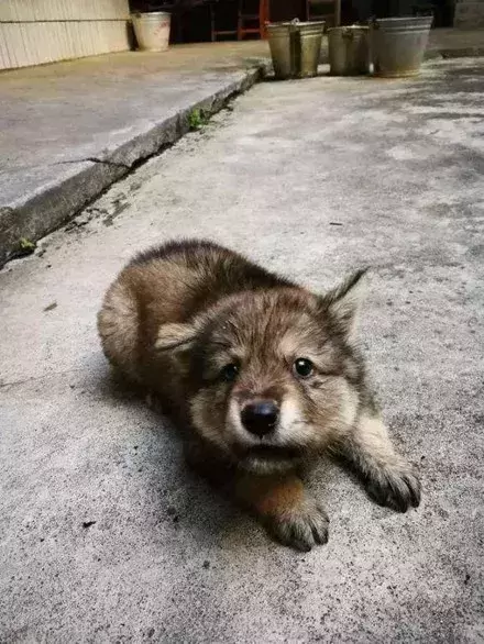 为什么中华田园犬在外国很高贵？国内却无人问津