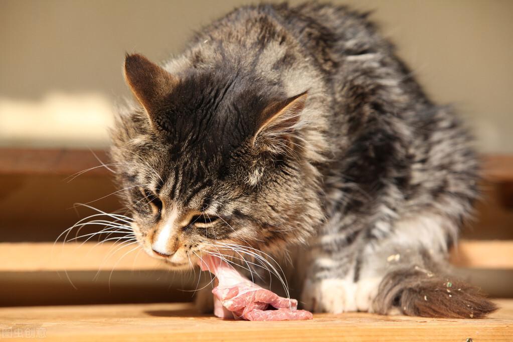 猫咪肠胃炎，病情加重会害死猫（猫咪肠胃炎的治疗方法是什么？）