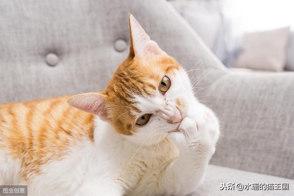 猫支气管炎和哮喘有什么区别？猫哮喘怎么治？